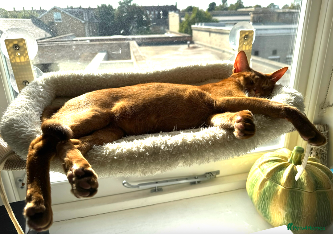 Abyssinian cats for sale: Sorrel Abyssinian, GCCF Reg, Champion Line - Image 5
