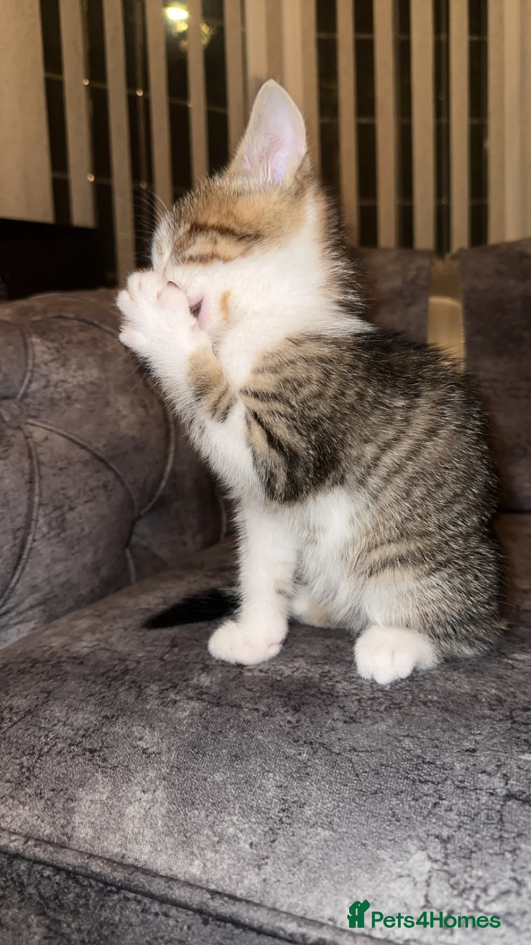 Domestic Shorthair cats for sale: Gorgeous tabby and British shorthair kitten - Advert 23