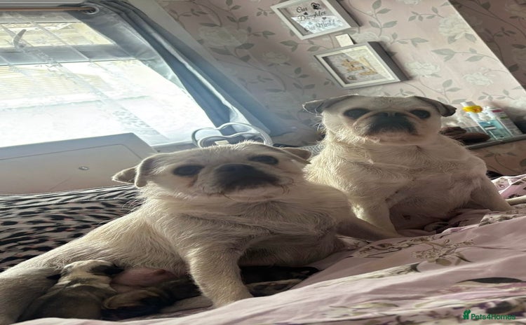 Pug dogs - Advert 1