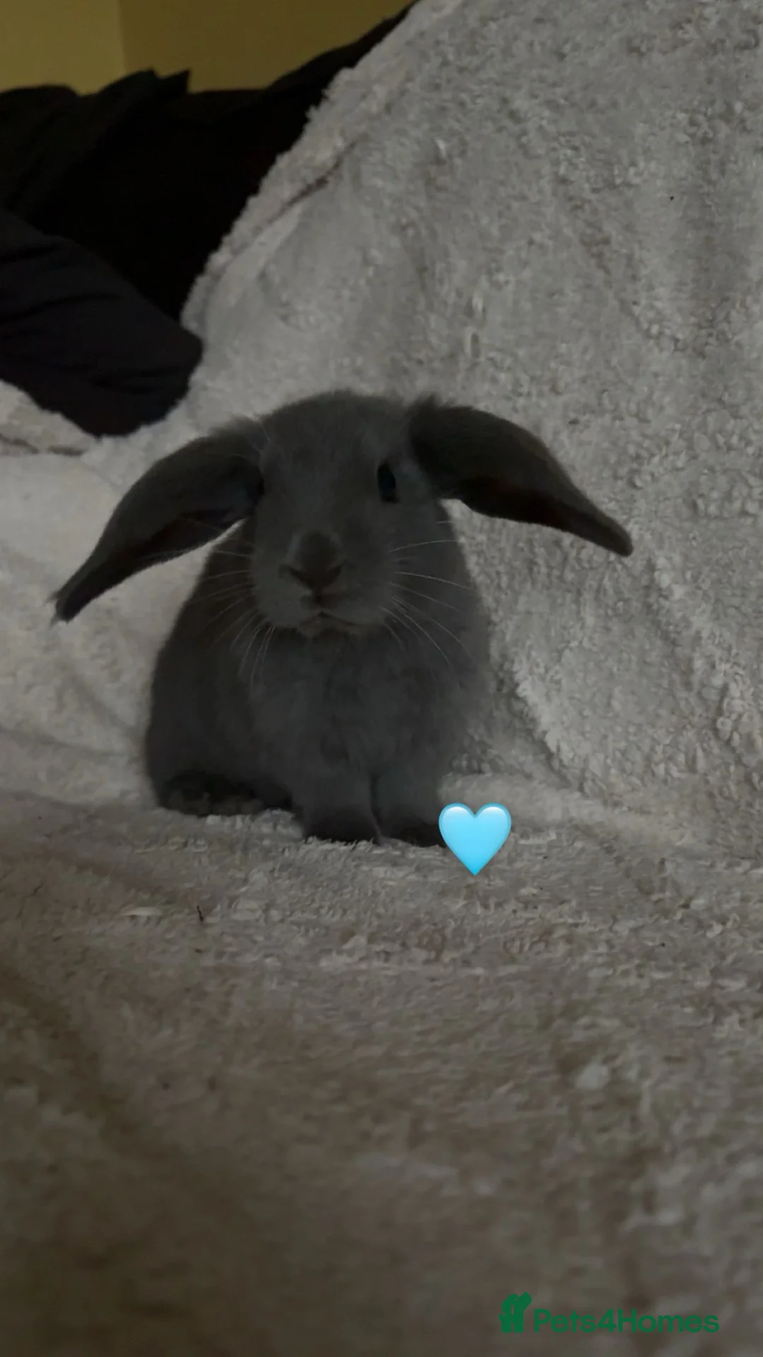 Mixed Breed rabbits for sale: baby rabbits now available - Advert 23