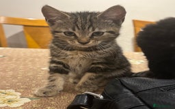 Mixed Breed cats for sale: Tuxedo/tabby mix bread cat - Image 12