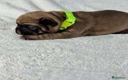 French Bulldog dogs for sale: Four beautiful healthy female French Bulldogs - Image 5