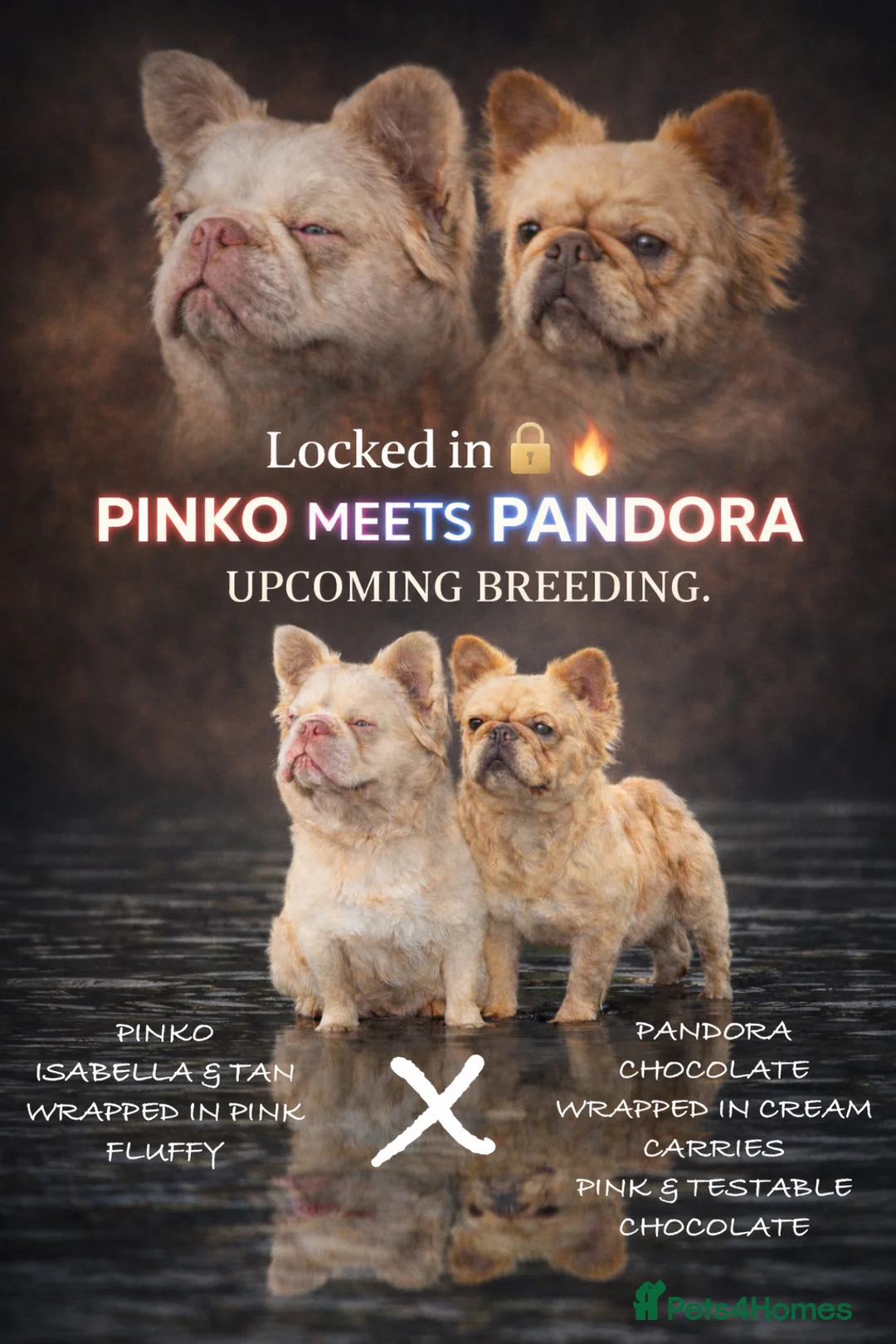 French Bulldog dogs for sale: 💥 READY SOON 💥 7 fluffy frenchies  - Advert 1