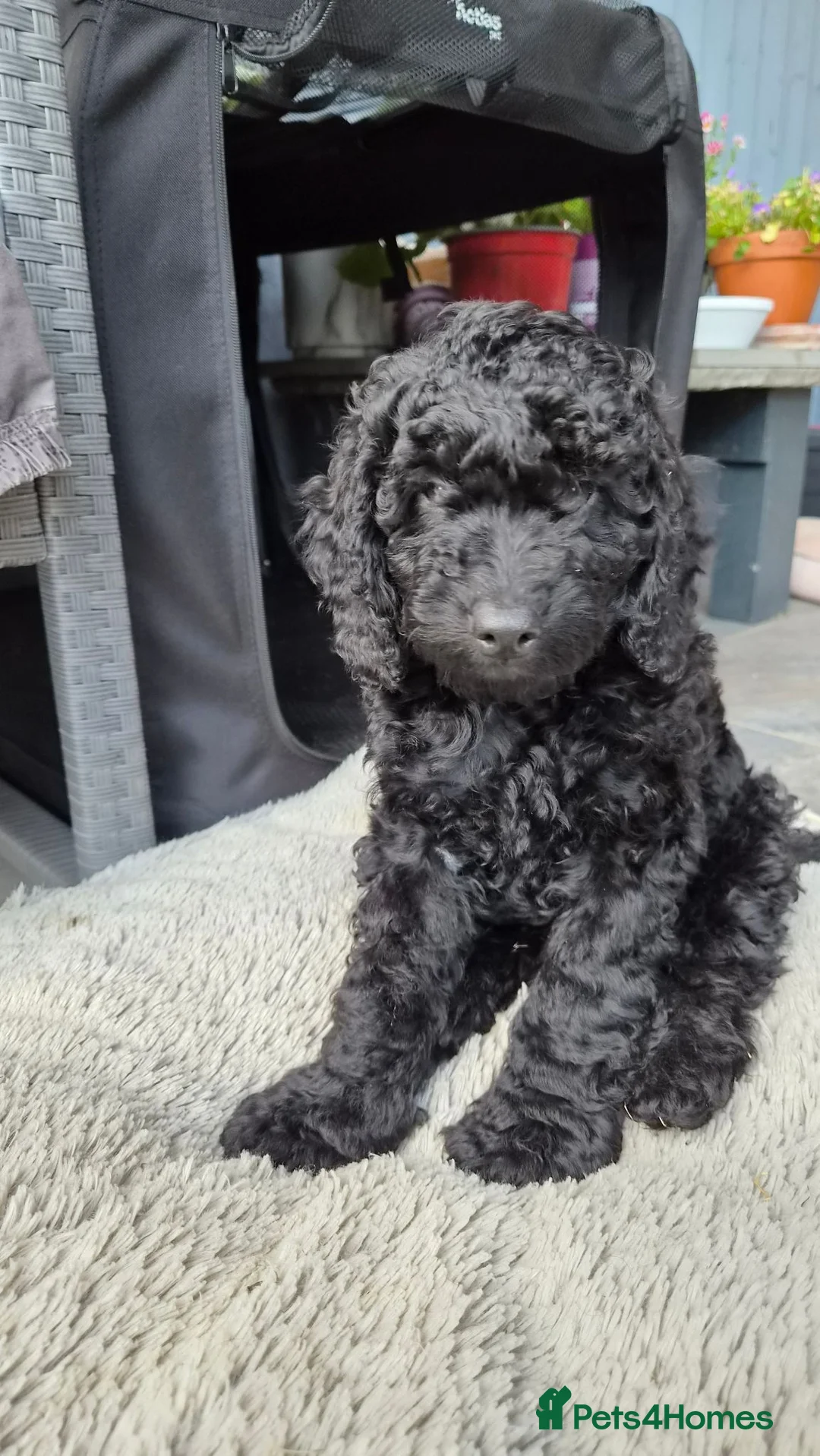 Cockapoo dogs for sale: Gorgeous Cockapoo Black Puppy  - Advert 1