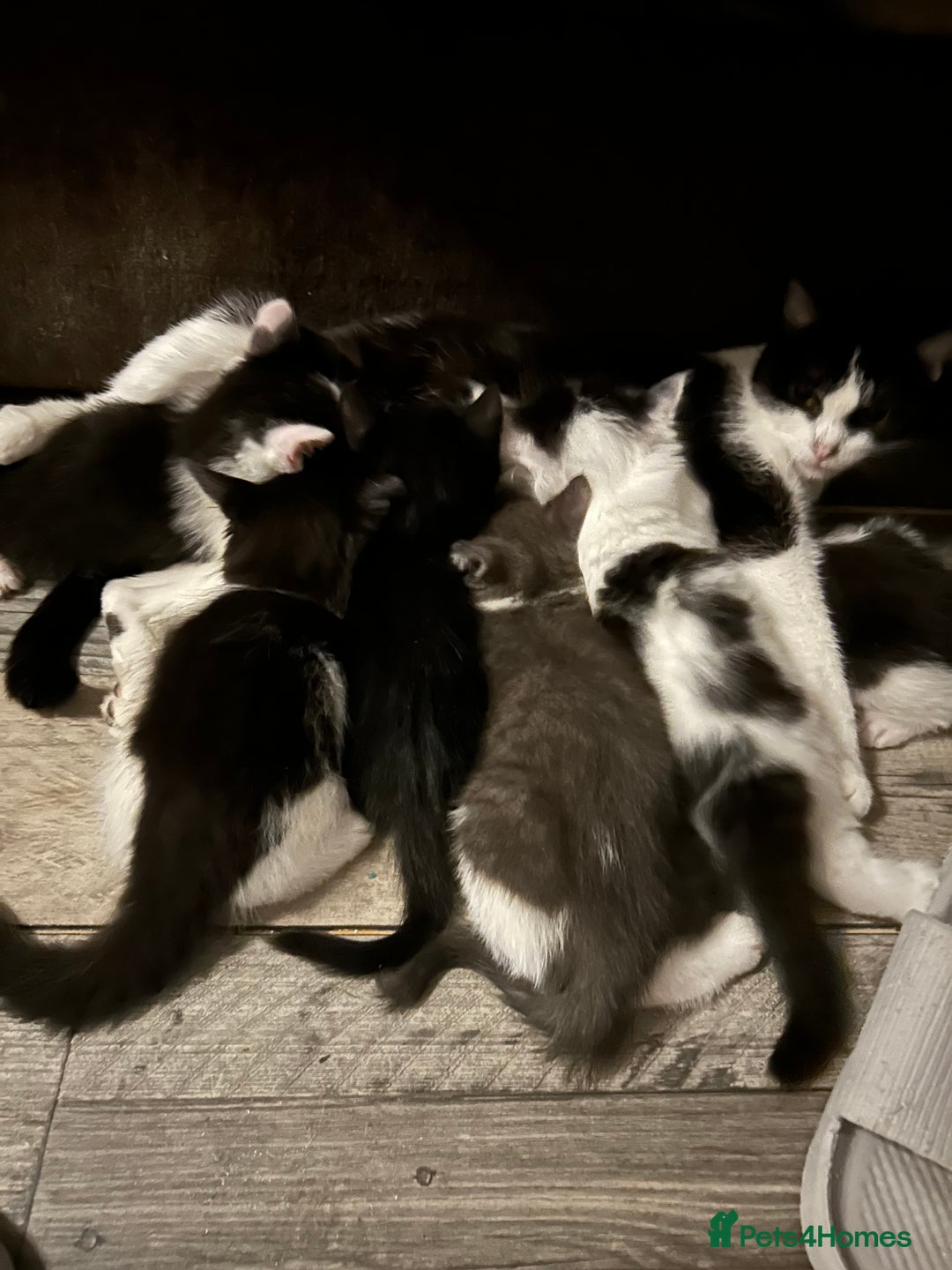 Mixed Breed cats for sale: Kittens are ready now  - Advert 15