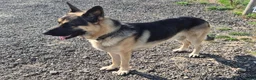 German Shepherd dogs for stud: German Shepherd Stud - Advert 2