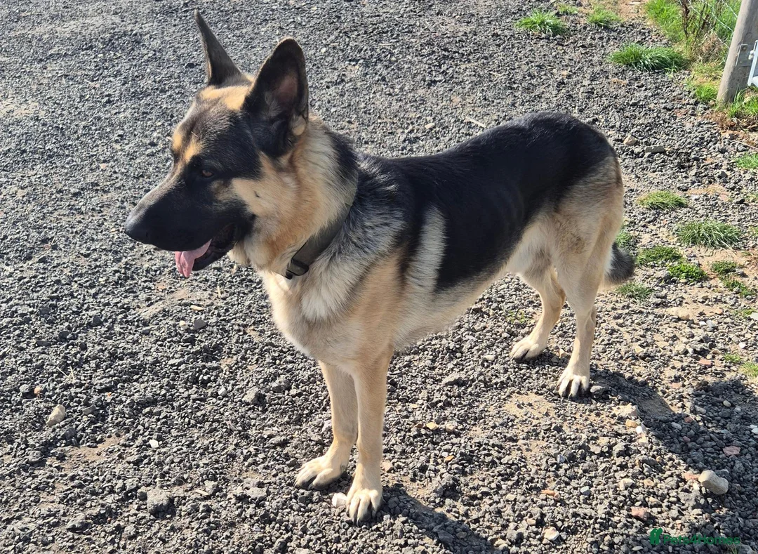 German Shepherd dogs for stud: German Shepherd Stud - Advert 2