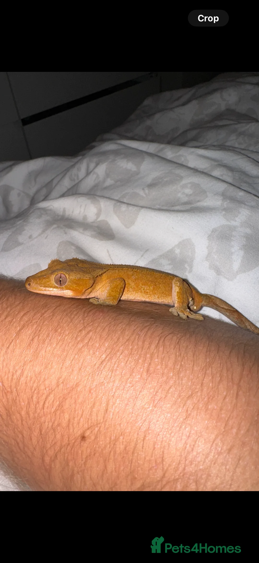 Gecko reptiles for sale: Crested Gecko with vivarium in Mitcheldean - Advert 2