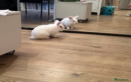 Lionhead rabbits for sale: White Male Rabbit Looking for a Forever Home  - Image 3