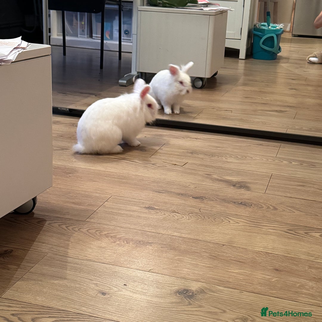 Lionhead rabbits for sale: White Male Rabbit Looking for a Forever Home  - Image 3