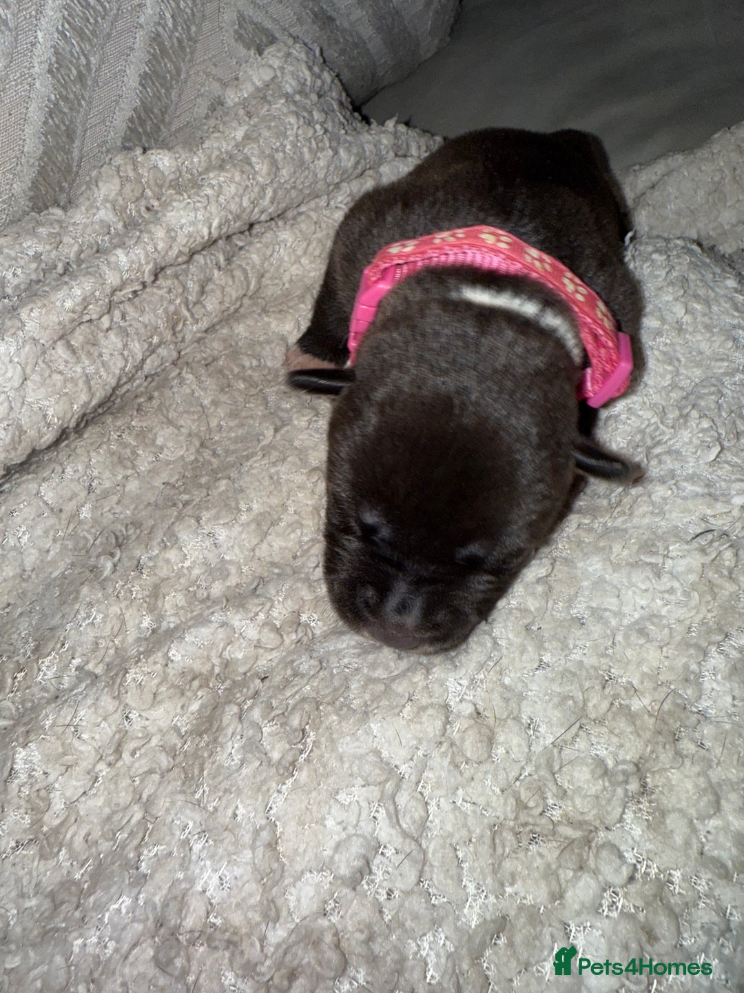 Mixed Breed dogs for sale: Cane corso hybrid Akita’s  - Advert 11