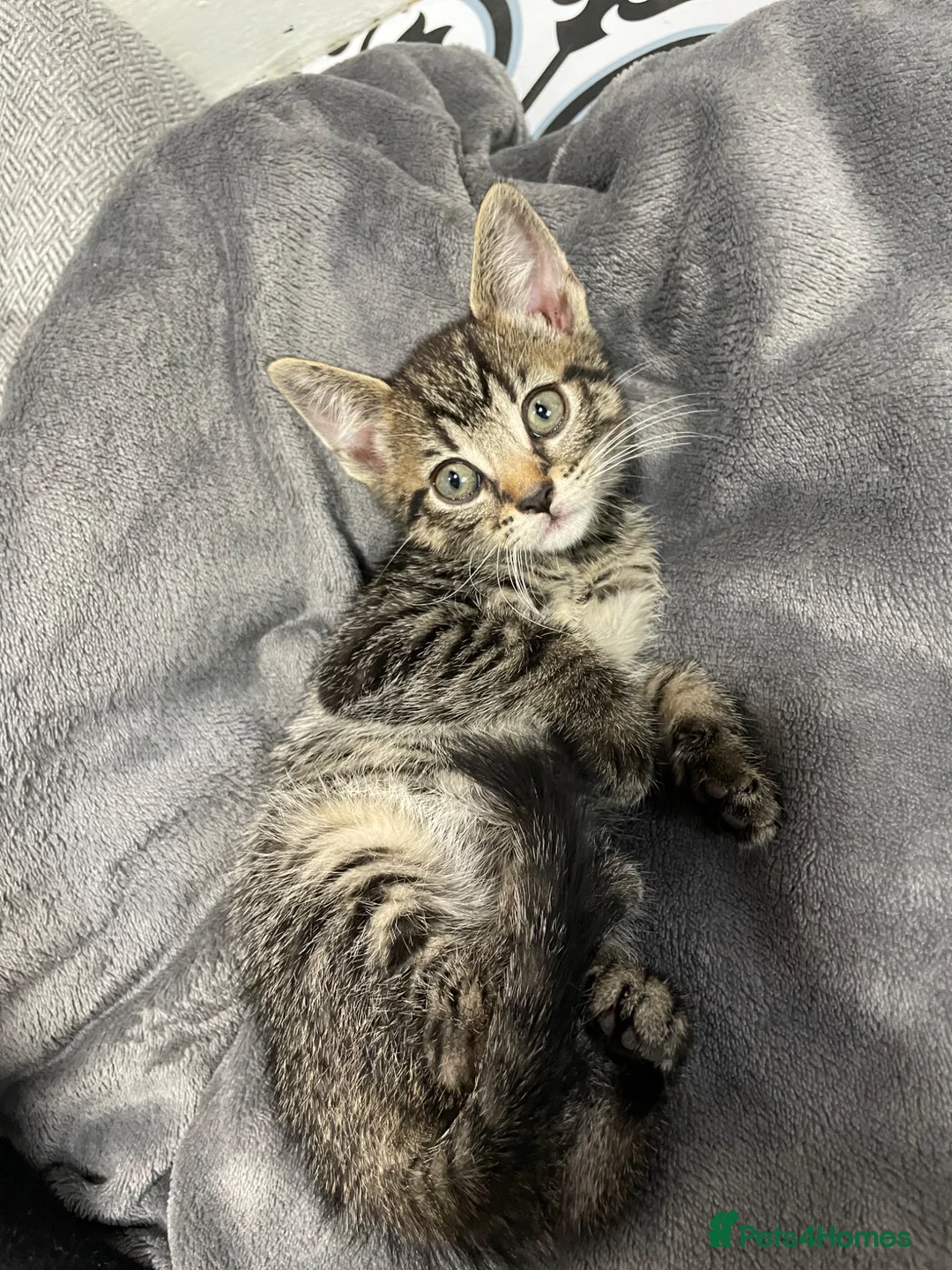 British Shorthair cats for sale: Kittens  - Advert 8