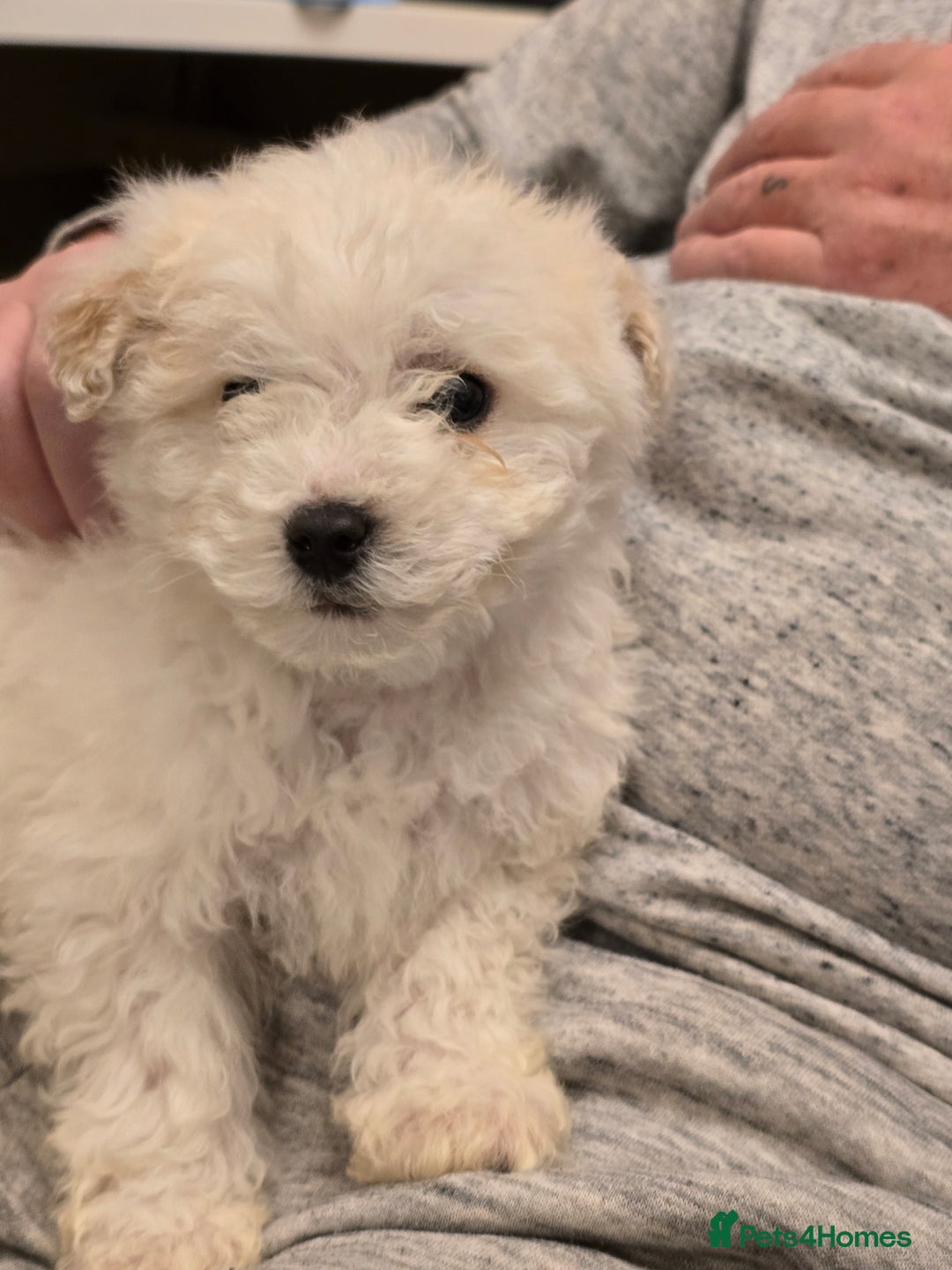 Poochon dogs for sale: Poochon  - Advert 16