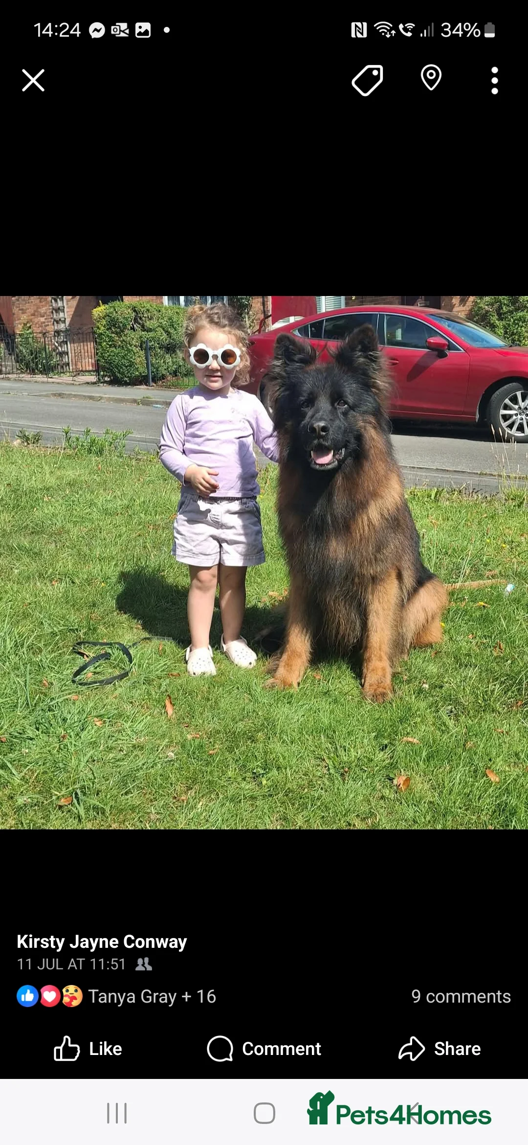 German Shepherd dogs for sale: OUTSTANDING long coat female puppy READY NOW - Advert 6