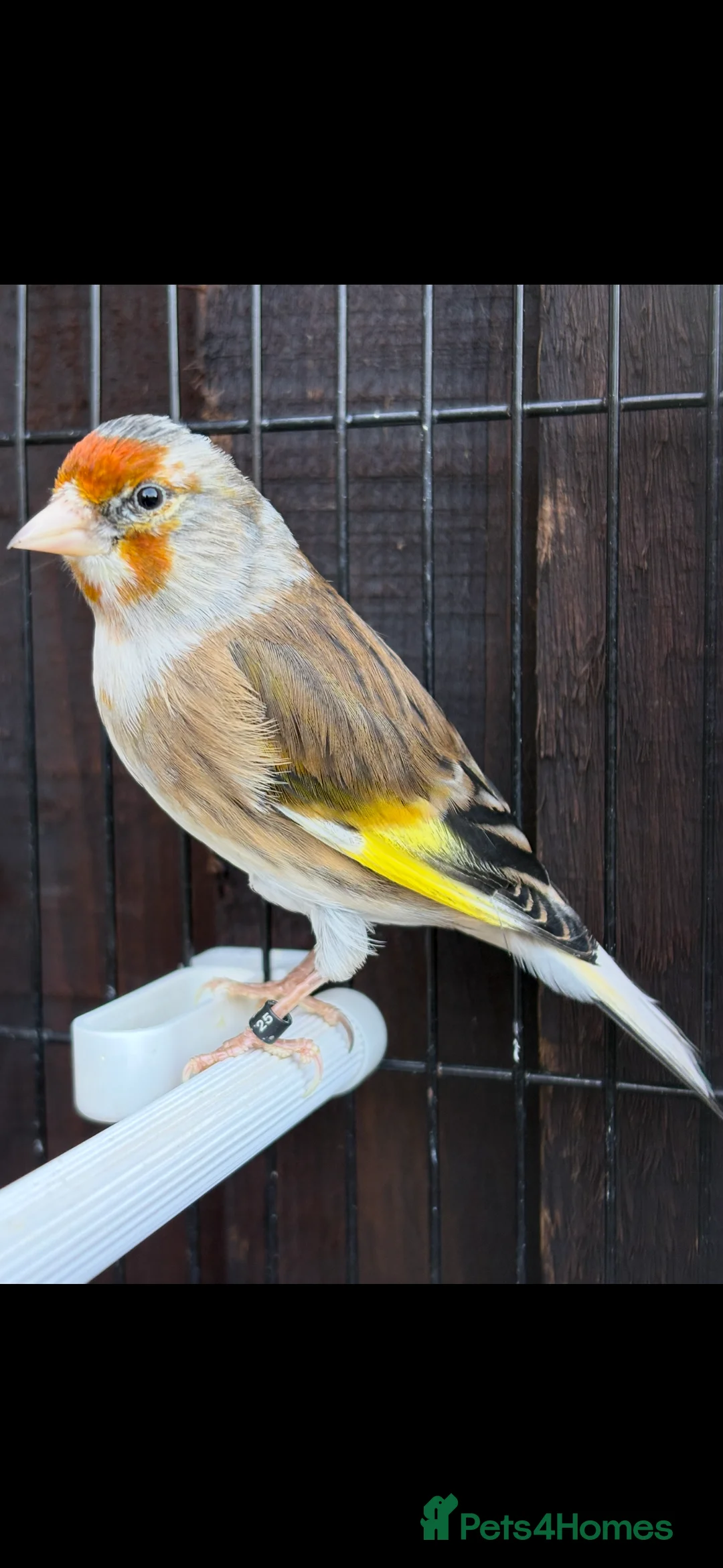 Mixed Breed birds for sale: Goldfinch mule singing very well - Advert 2