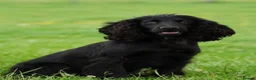 Cocker Spaniel dogs for sale: 🐾2 Beautiful Working Cocker Spaniel Available 🐾 - Advert 2