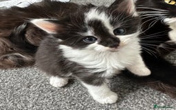 Mixed Breed cats for sale: 4 adorable male Siberian mix kittens 🐾 - Image 4