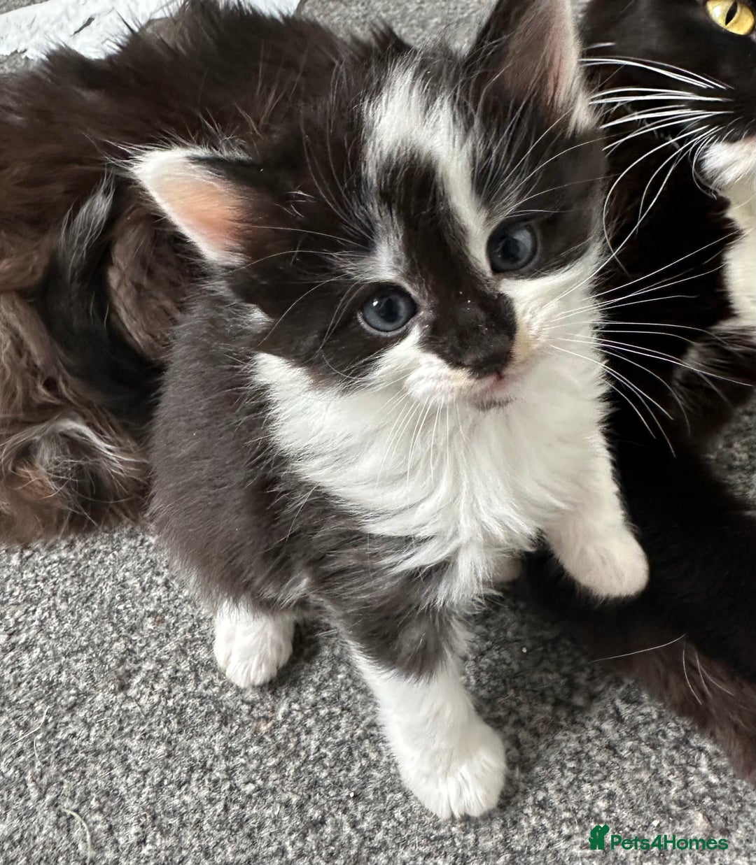 Mixed Breed cats for sale: 4 adorable male Siberian mix kittens 🐾 - Image 4