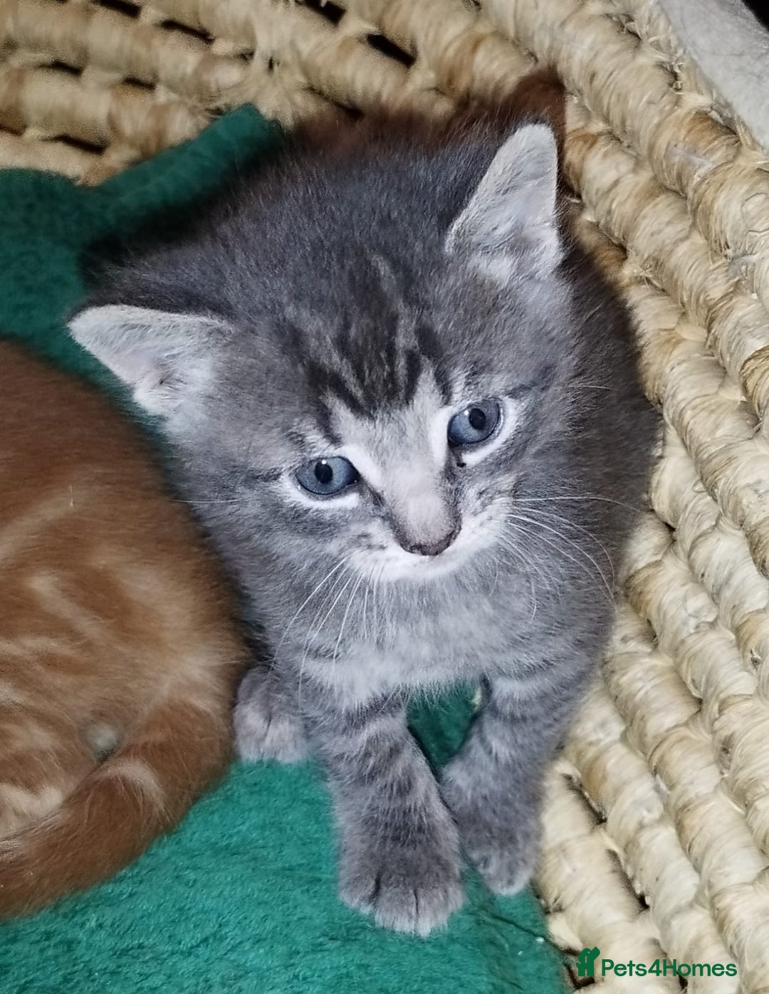 Mixed Breed cats for sale: Amazing, very beautiful kittens 3 boys, 1 girl - Advert 5