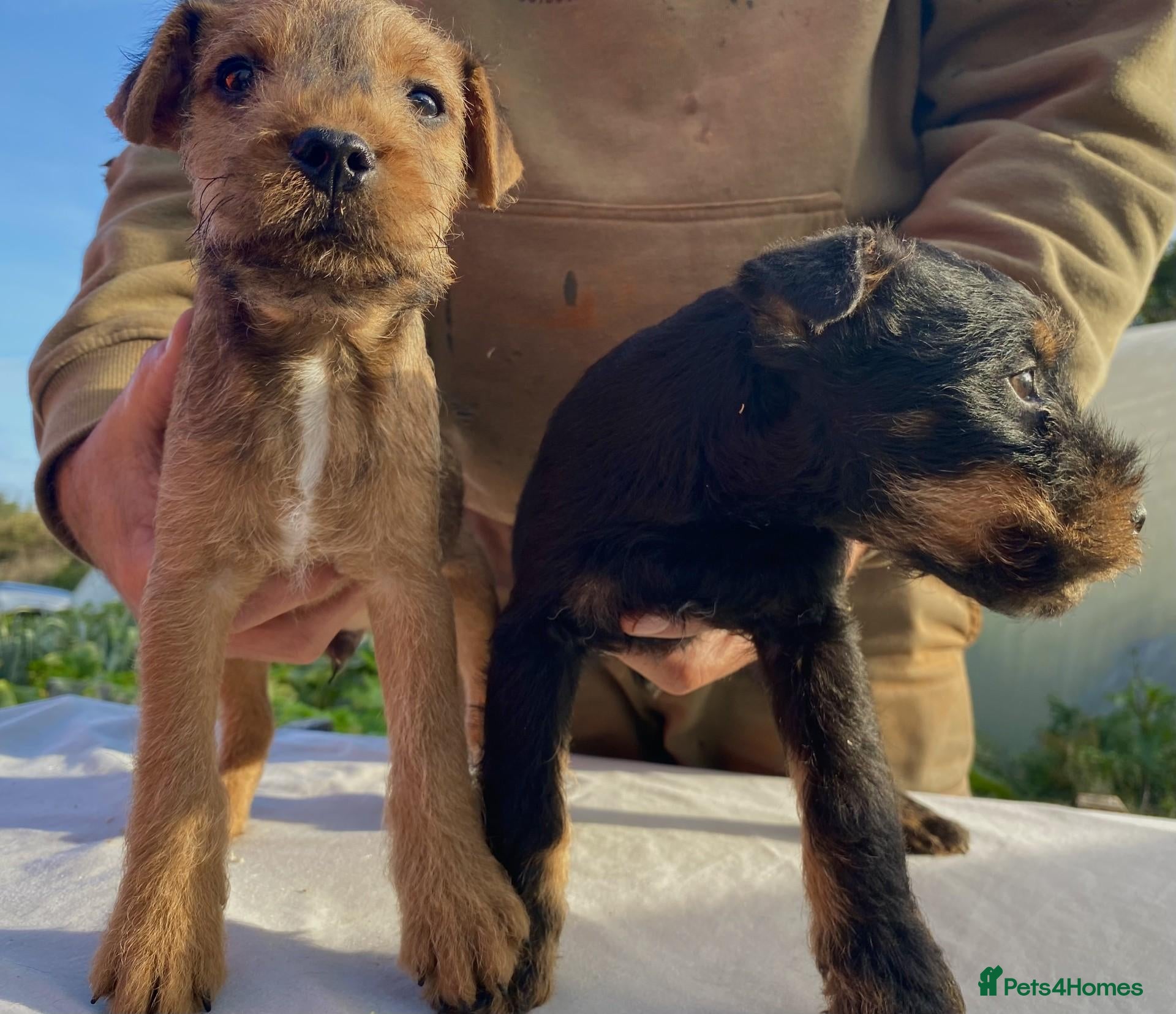 Lakeland Terrier dogs Lakeland / Patterdale Terrier Puppies - Advert 2