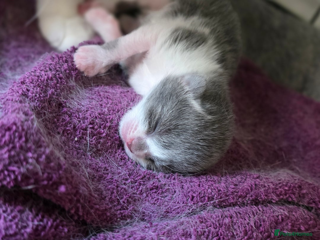 Mixed Breed cats for sale: 4 kitten for sale - Image 7