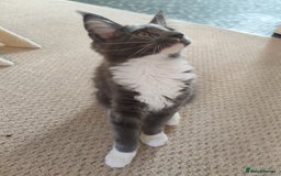 Maine Coon cats for sale: Three adorable Main kittens  - Image 5
