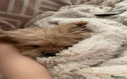 Malshi dogs for adoption: Meet beautiful BELLA ! She needs a new Loving Home - Image 3