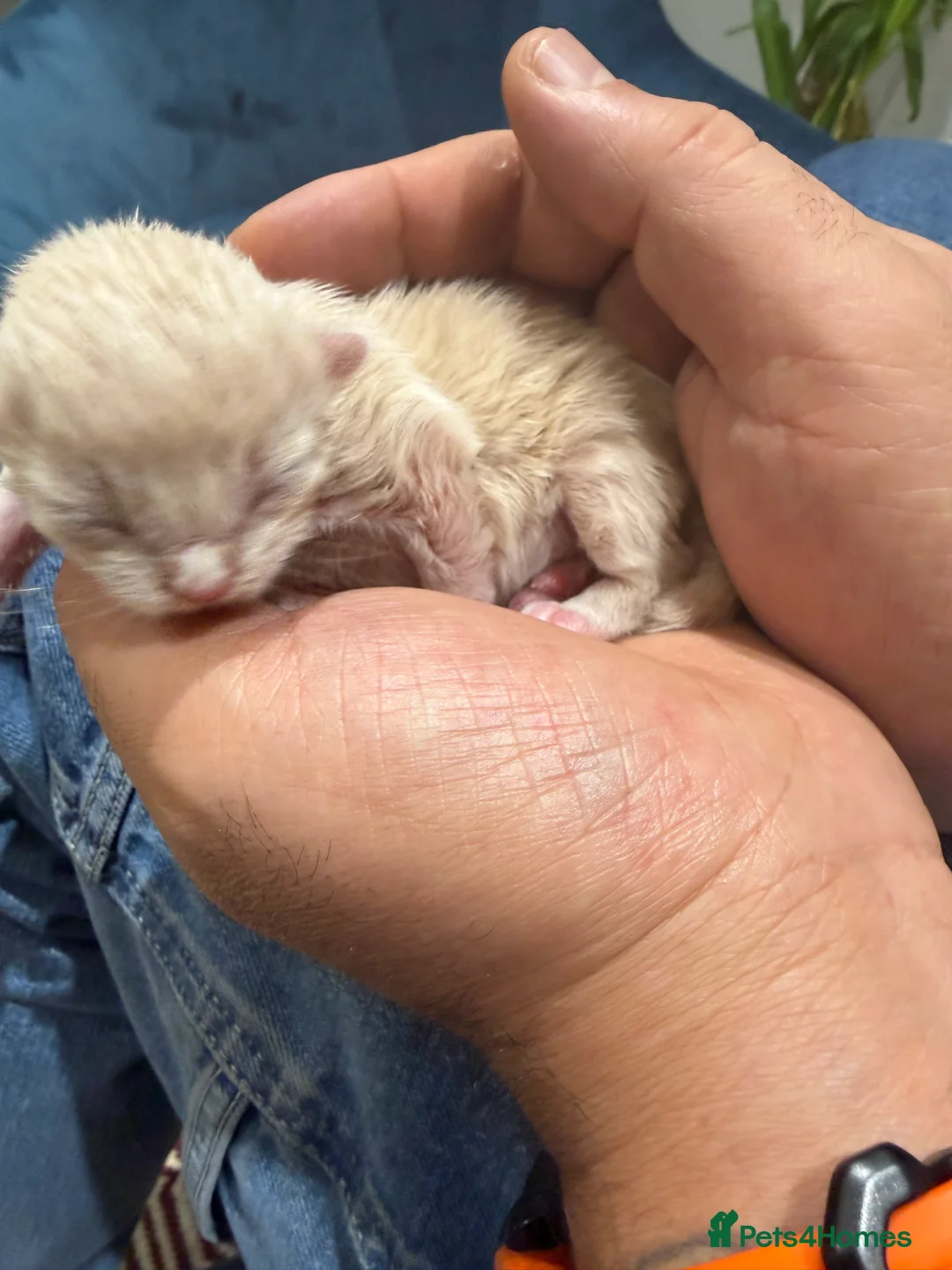 Ragcoon cats for sale: Rare Ragacoon Ragdoll x Maine Coon Kittens  - Advert 6