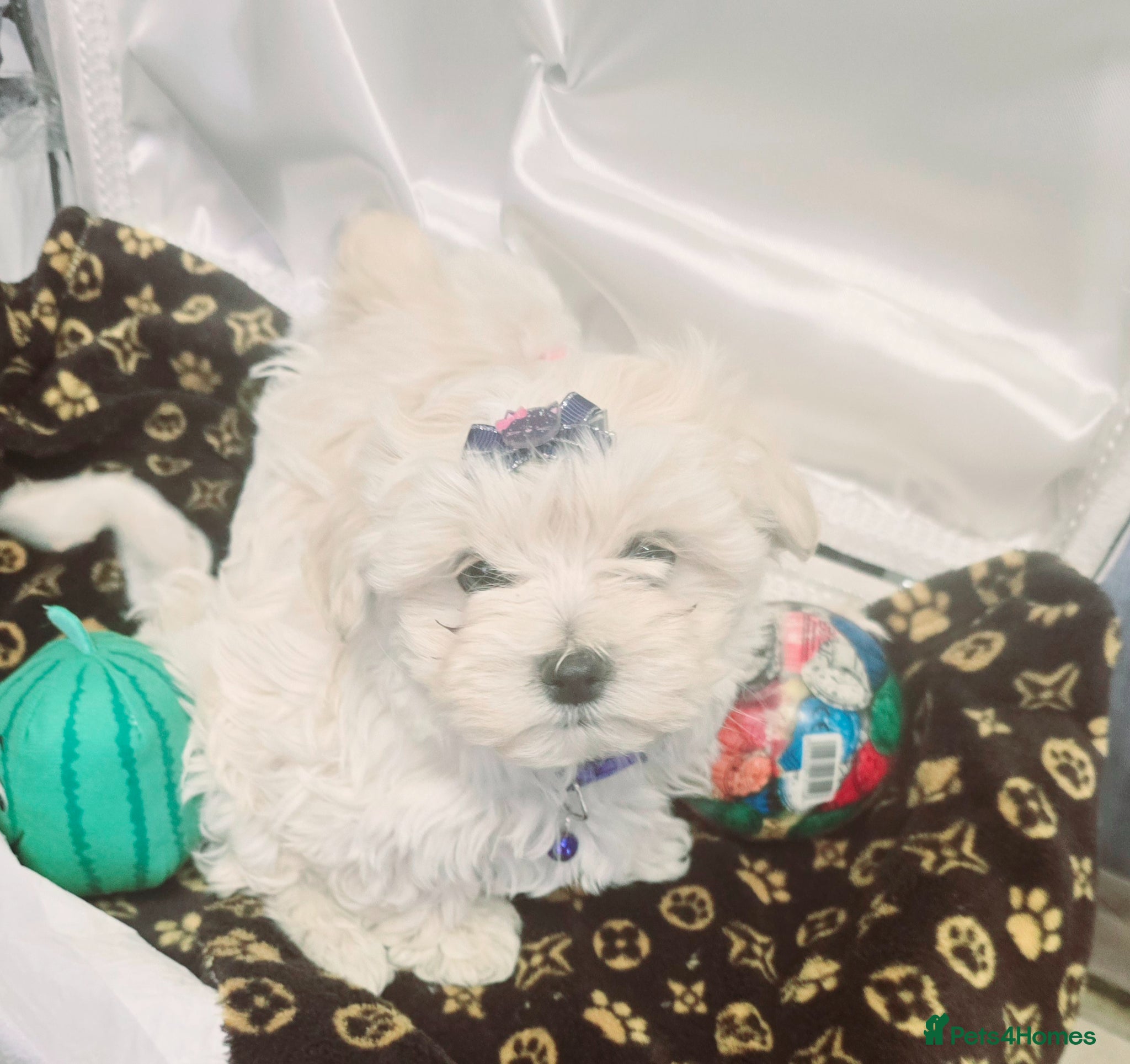 Maltipoo dogs  Extra small Korean Toy Maltipoo baby's  - Advert 6