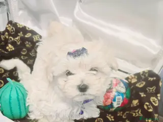 Maltipoo dogs Extra small Korean Toy Maltipoo baby's - Advert 6