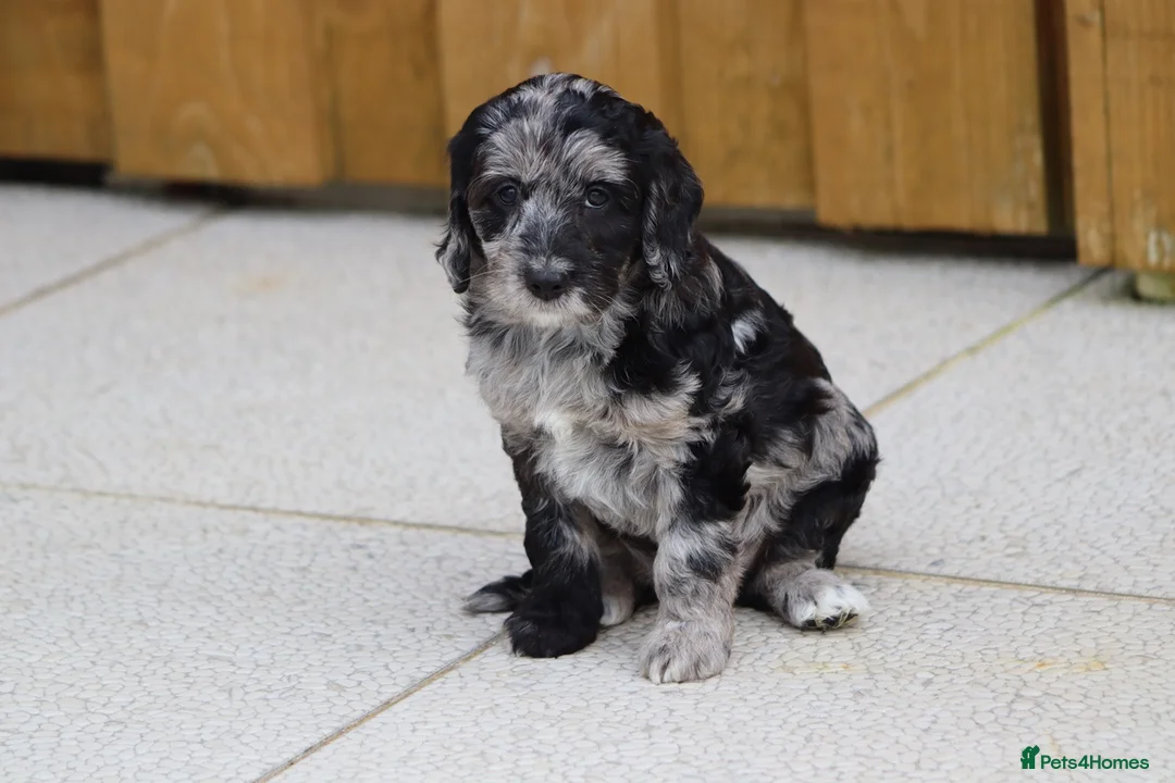 Cockapoo dogs for sale: F1 Cockapoo puppies for sale - Advert 17