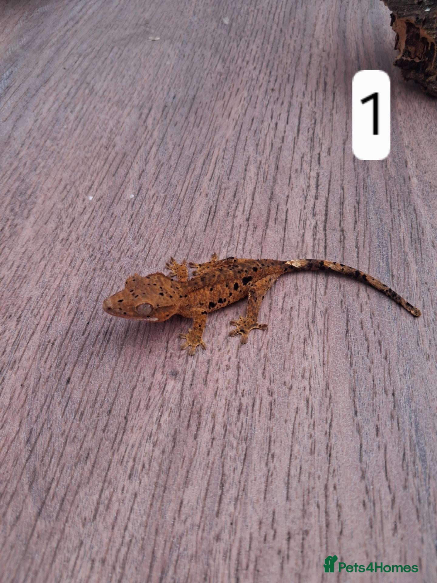Gecko reptiles Crested geckos - Advert 2