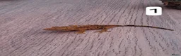 Gecko reptiles for sale: Crested geckos - Advert 2