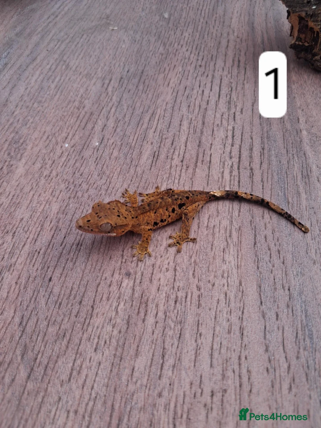 Gecko reptiles for sale: Crested geckos - Advert 2