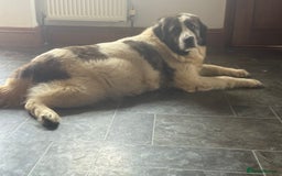 Pyrenean Mastiff dogs for sale: KC registered Pyrenean Mastiffs - Image 13