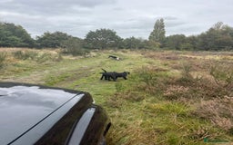 Mixed Breed dogs for sale: cane corso cross puppies  - Image 15