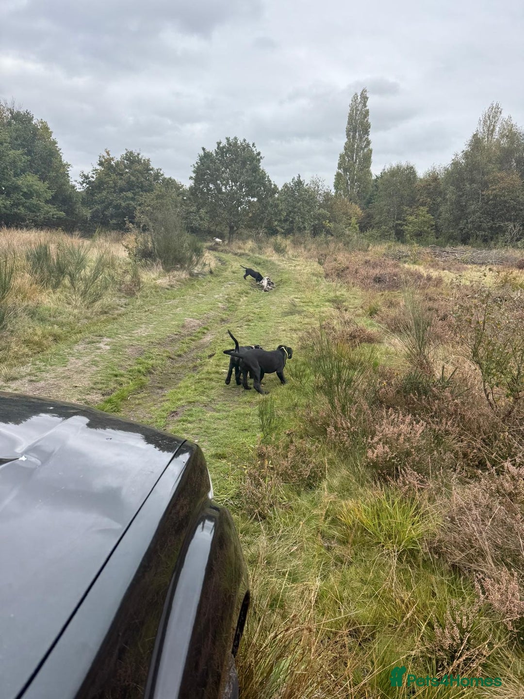 Mixed Breed dogs for sale: cane corso cross puppies  - Image 15