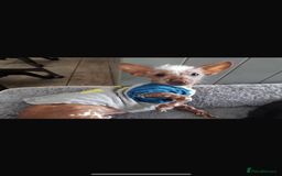 Chinese Crested dogs for stud: Chinese crested  - Advert 4