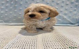 Maltipoo dogs for sale: 💖🐾Stunning health tested F1 maltipoo babies 🐾💖 - Advert 2