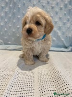 Maltipoo dogs 💖🐾Stunning health tested F1 maltipoo babies 🐾💖 - Advert 1