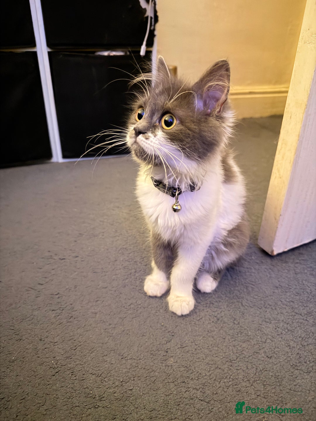 Ragdoll cats for sale: Beautiful Ragdoll girl  - Image 4
