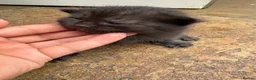 Mixed Breed cats for sale: 5 adorable kittens looking for loving homes - Advert 9
