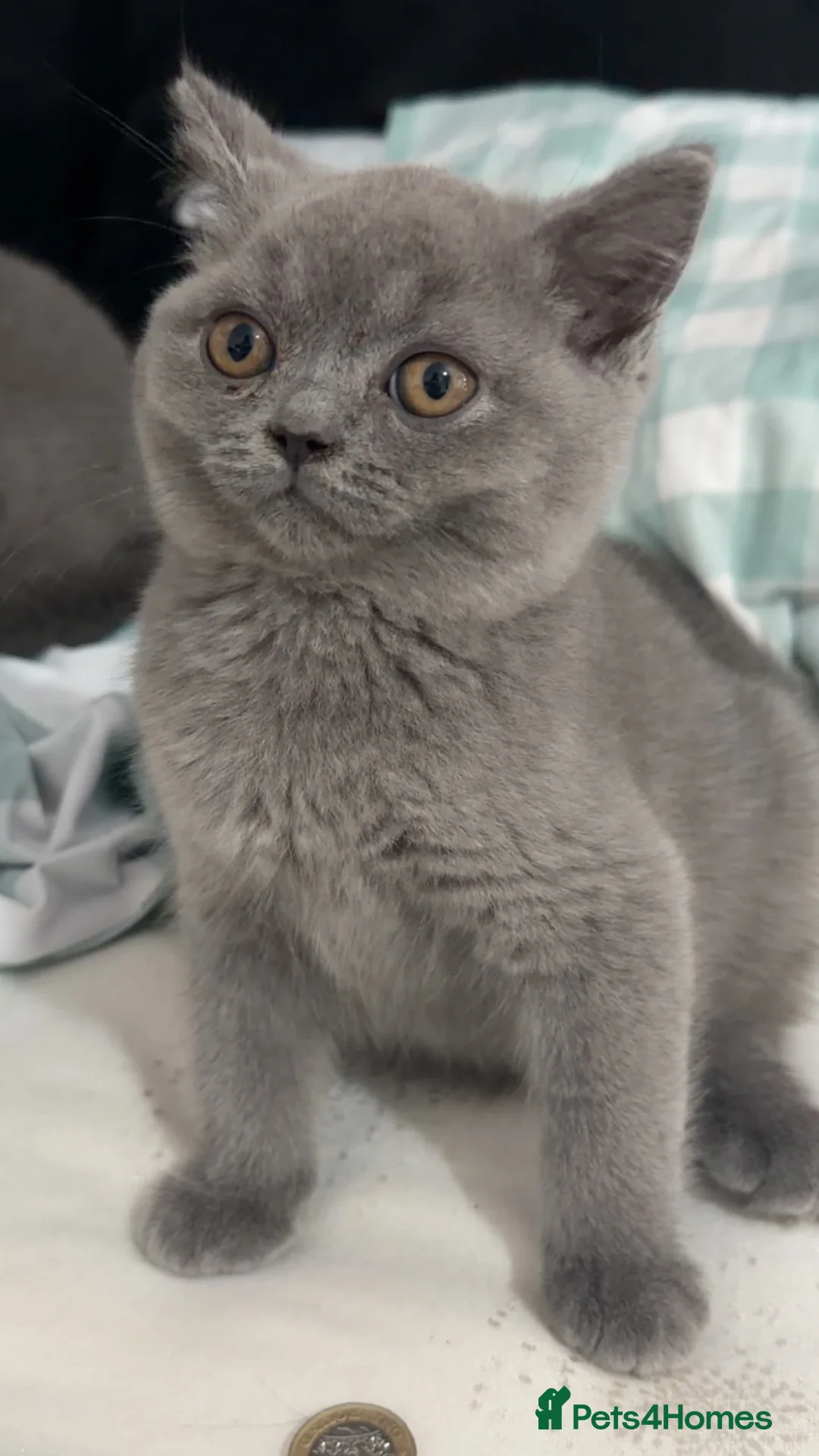 British Shorthair cats for sale: 3 British shorthair kittens  in London - Advert 6