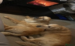 Golden Retriever dogs for sale: Golden retriever pups  - Image 11