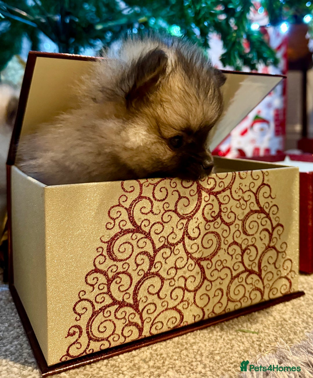 Pomeranian dogs for sale: Pomeranian puppies for sale - Advert 7