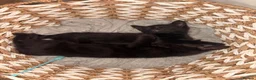 British Shorthair cats for sale: Two identical black female kittens  - Advert 3