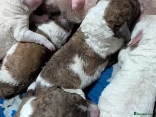 Standard Poodle dogs Puppies have arrived - Advert 1