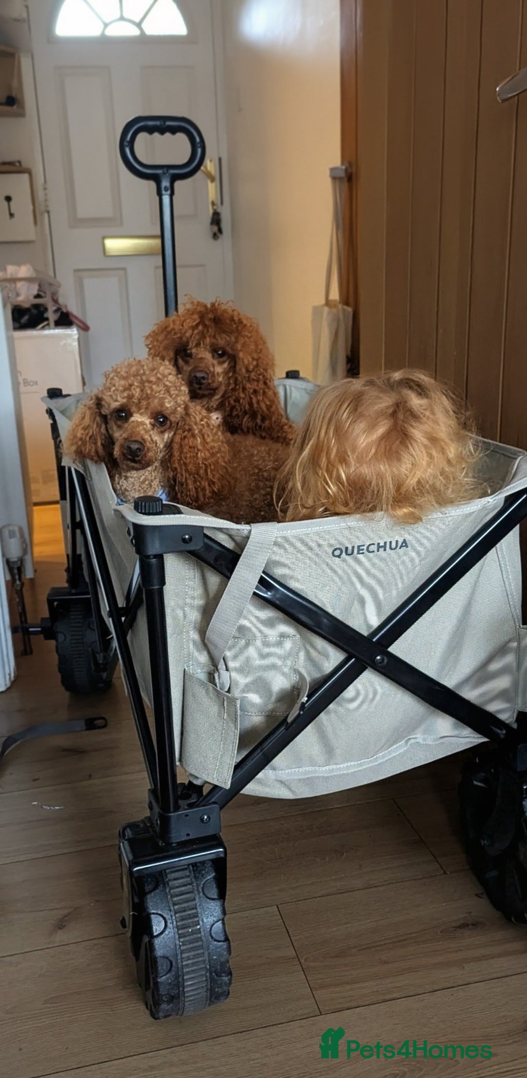 Miniature Poodle dogs for sale: Prestine pedigree poodles - Advert 6