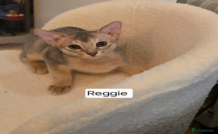 Abyssinian cats - Advert 15