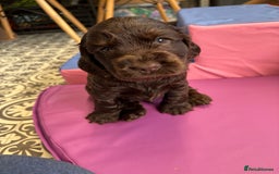 Cocker Spaniel dogs for sale: Beautiful black & tan female available  - Image 19